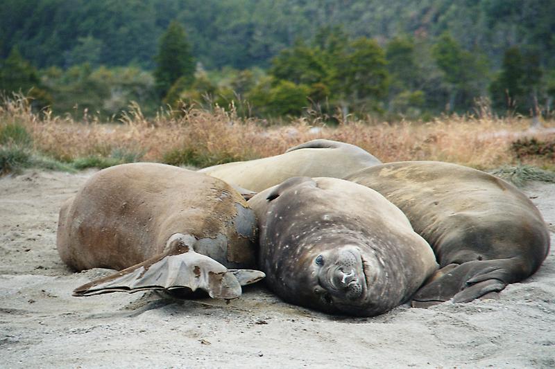 Sea lions