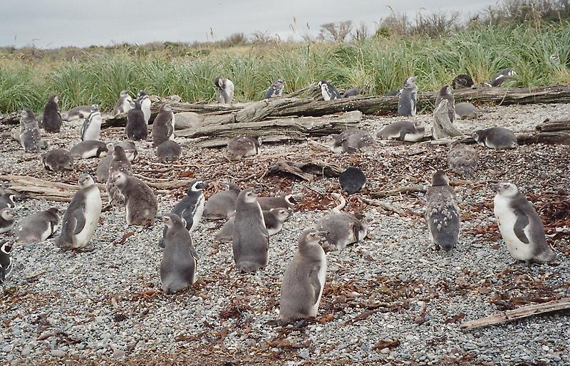 Magellan Penguins