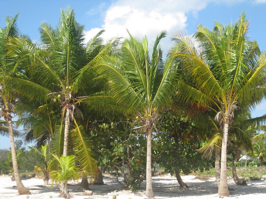 Bahia de Cochinos - Palmen am Strand