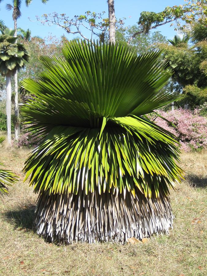 Cienfuegos - Jardin Botanico Soledad