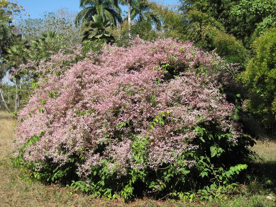 Cienfuegos - Jardin Botanico Soledad