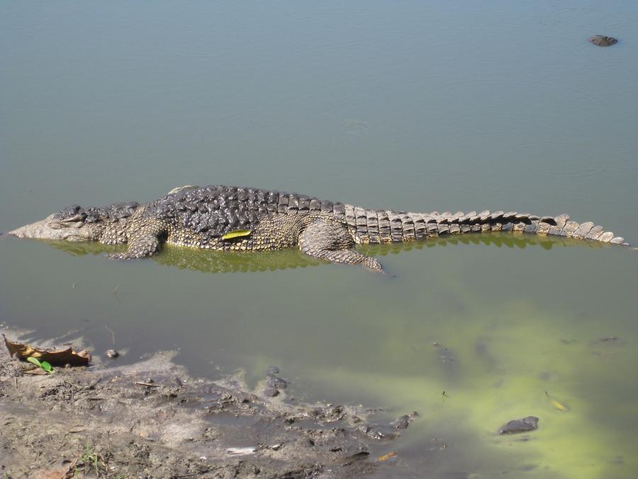 Peninsula de Zapata - Criadero Cocodrilo