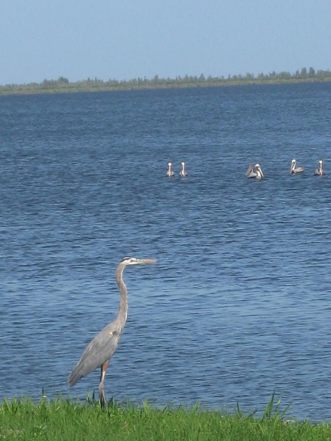 Peninsula de Zapata - Insel im Lago del Tesoro - Reiher und Pelikane