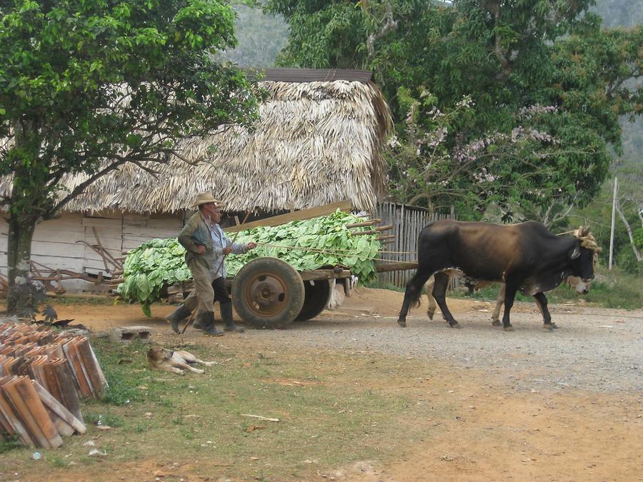 Vinales - Tabakblättertransport