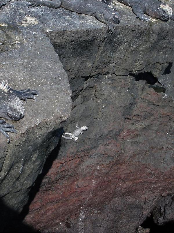 Marine Iguanas (1)