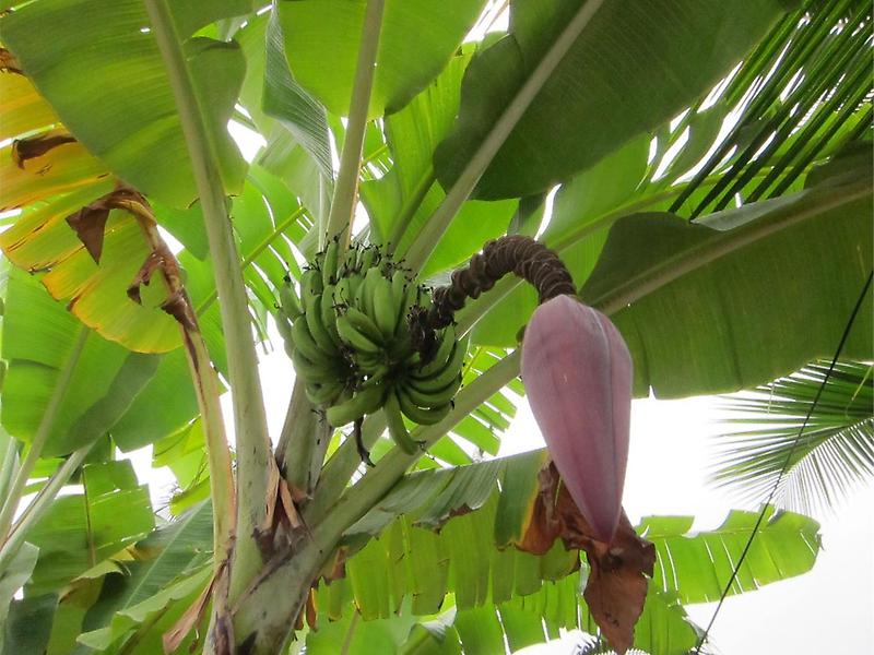 A banana tree