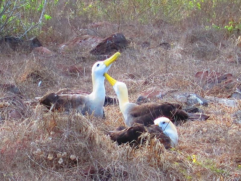 Pair of Waved Albatrosses