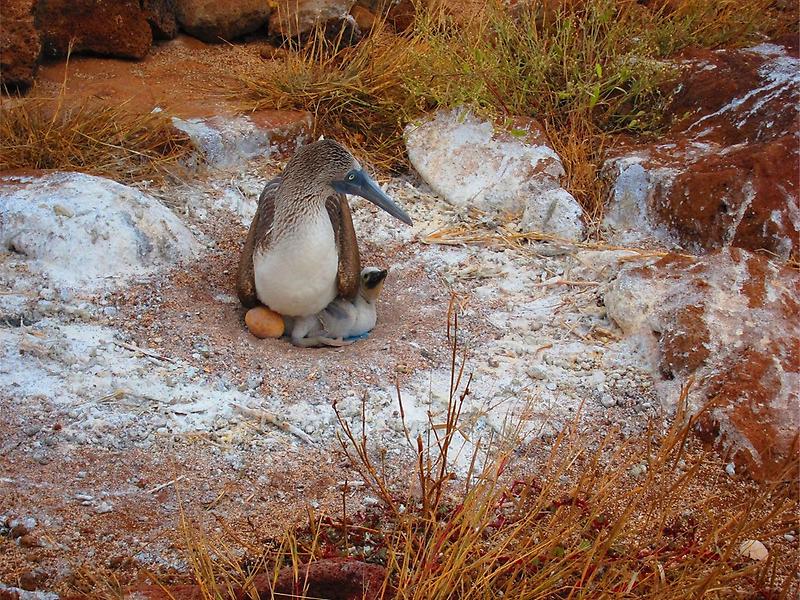 Fearless Blue-Footed Booby