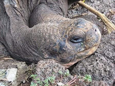 Galapagos tortoise