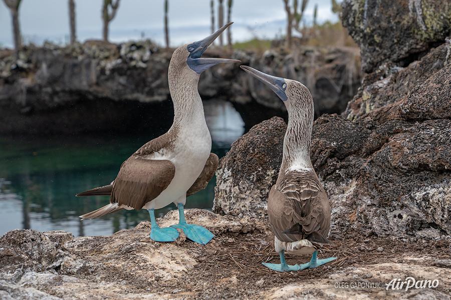 Galápagos, Ecuador, © AirPano 