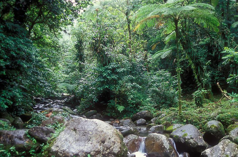 The Island's Interior - Rain Forest
