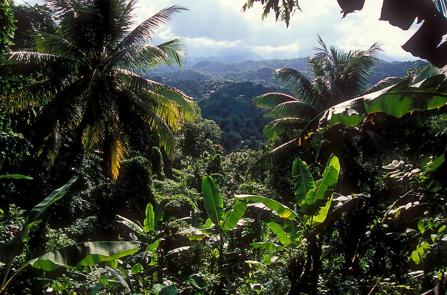 Blue Mountains - Rain Forest