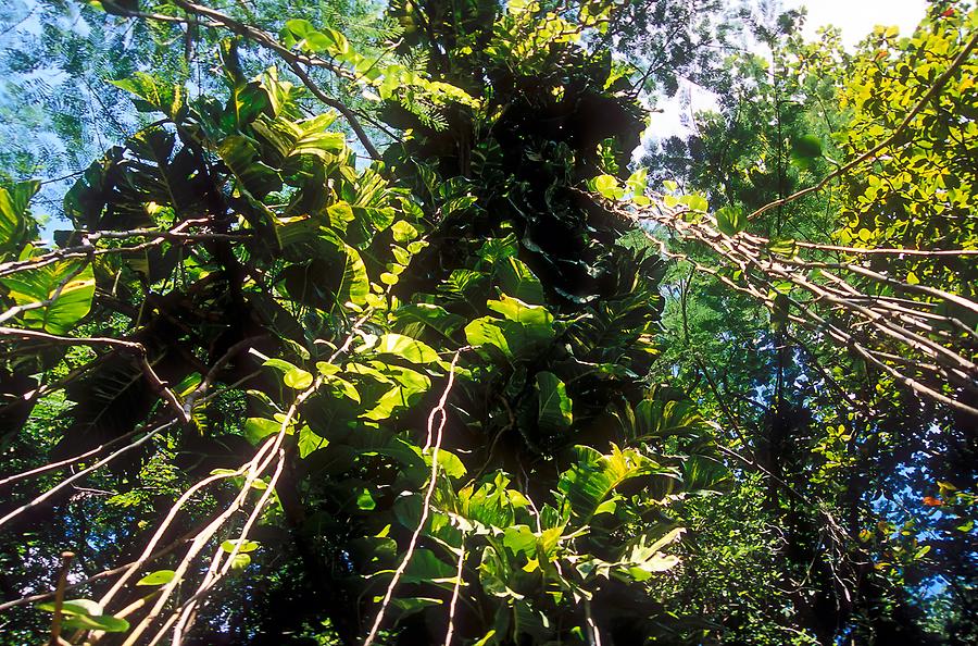 Blue Mountains - Rain Forest