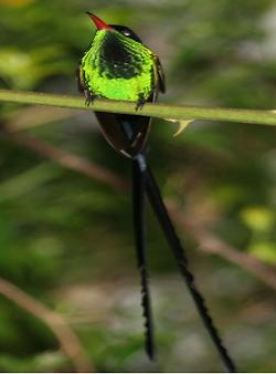 Doctor bird, Foto: source: Wikicommons unter CC 