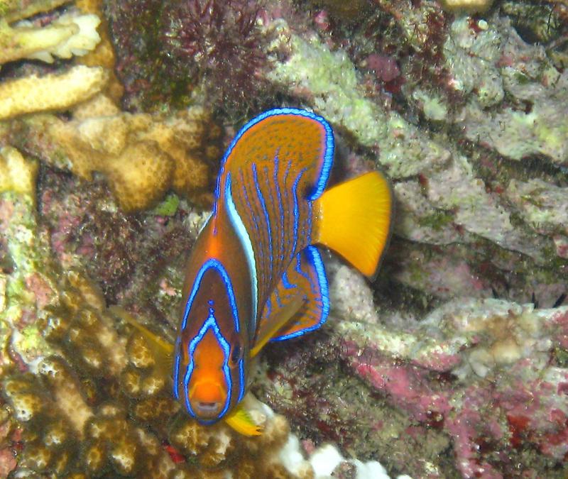 Tropical reef fish