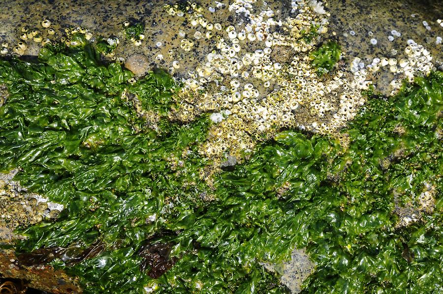 Beach near Puerto Inca - Algae