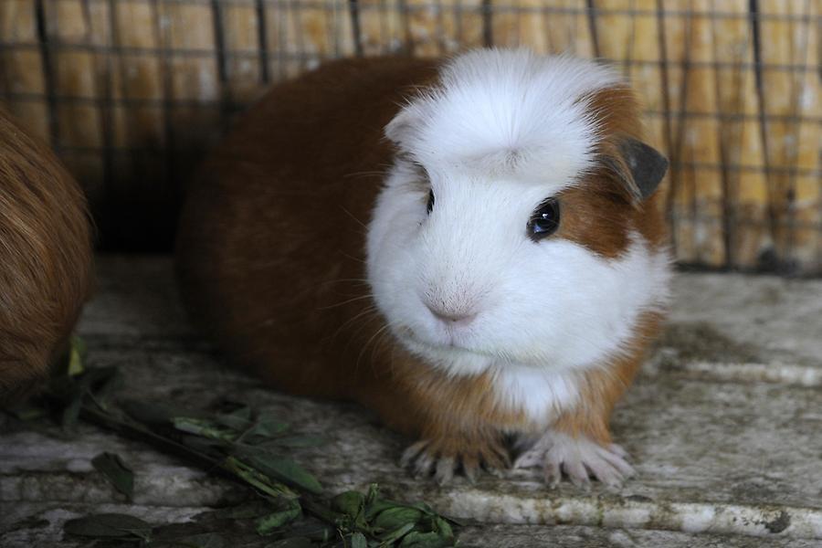 Guinea Pig