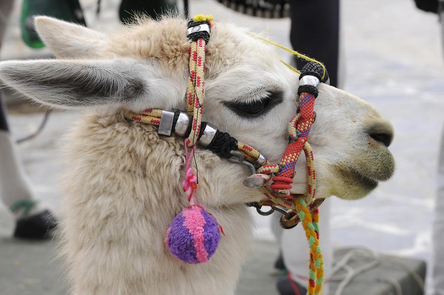 Celedin - Plaza de Armas; Llama