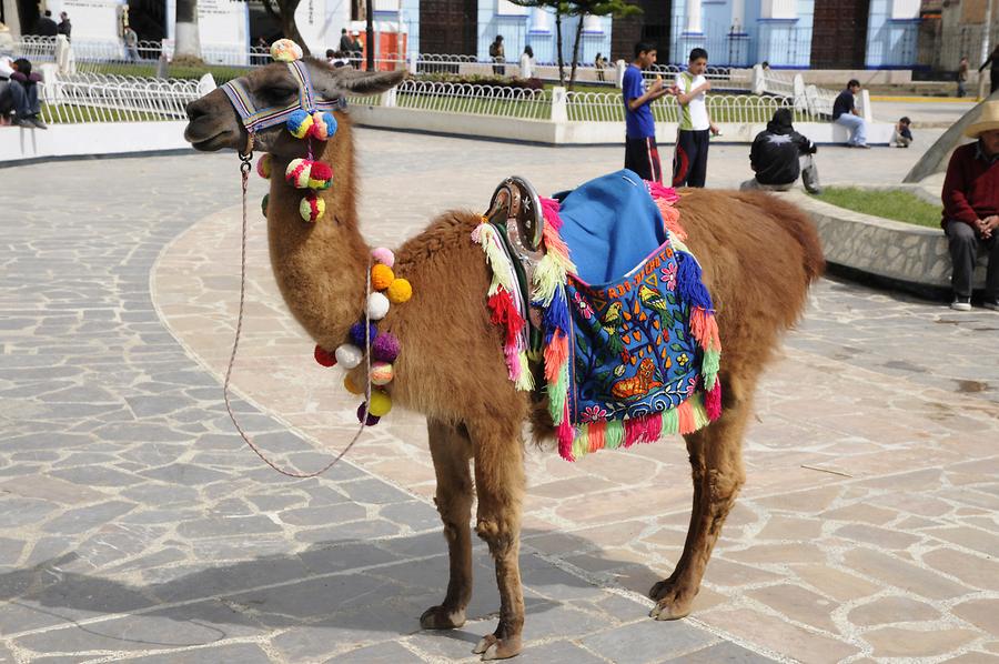 Celedin - Plaza de Armas; Llama