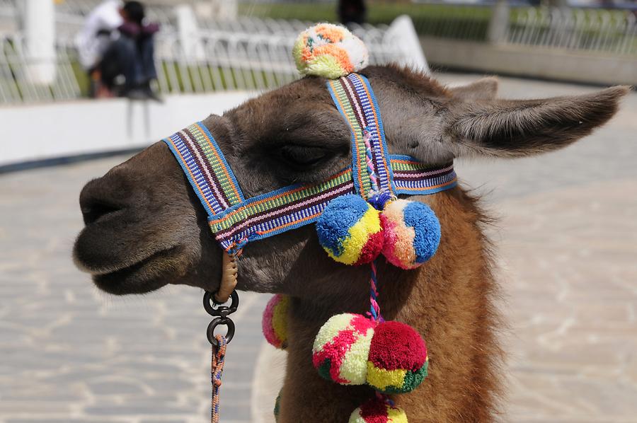 Celedin - Plaza de Armas; Llama