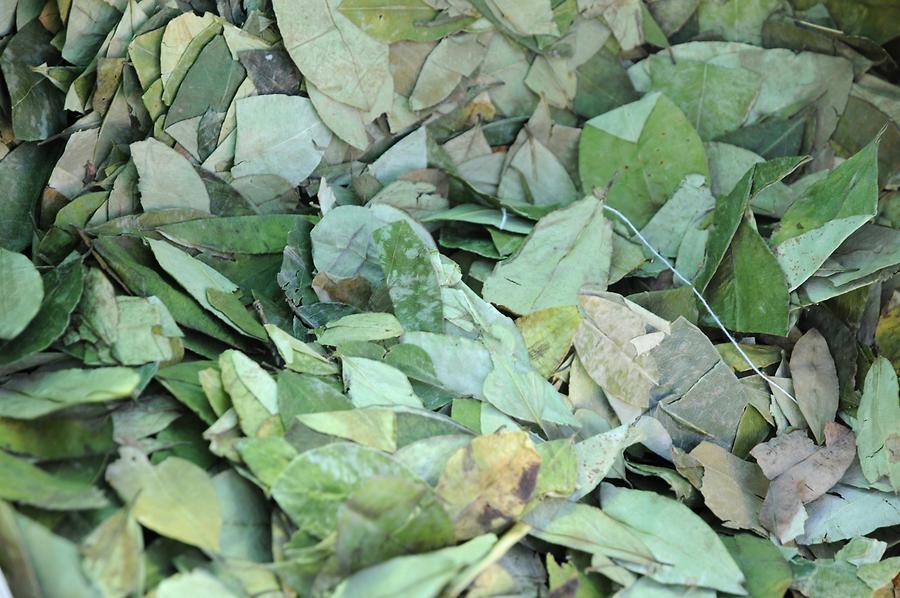 Coca Leaves