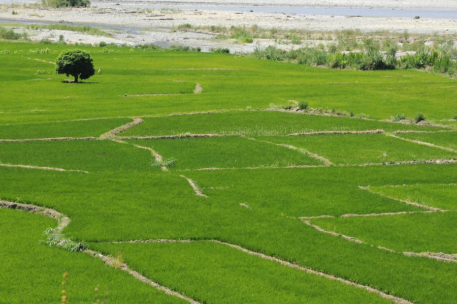 Chamaya Valley - Paddy Fields