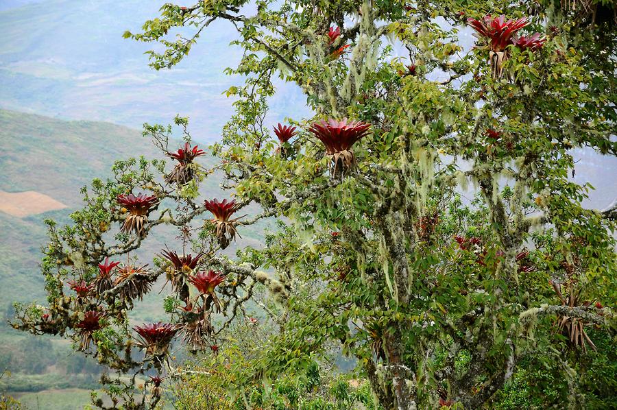 Epiphytes