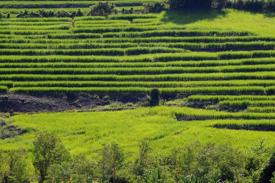 Paddy Fields