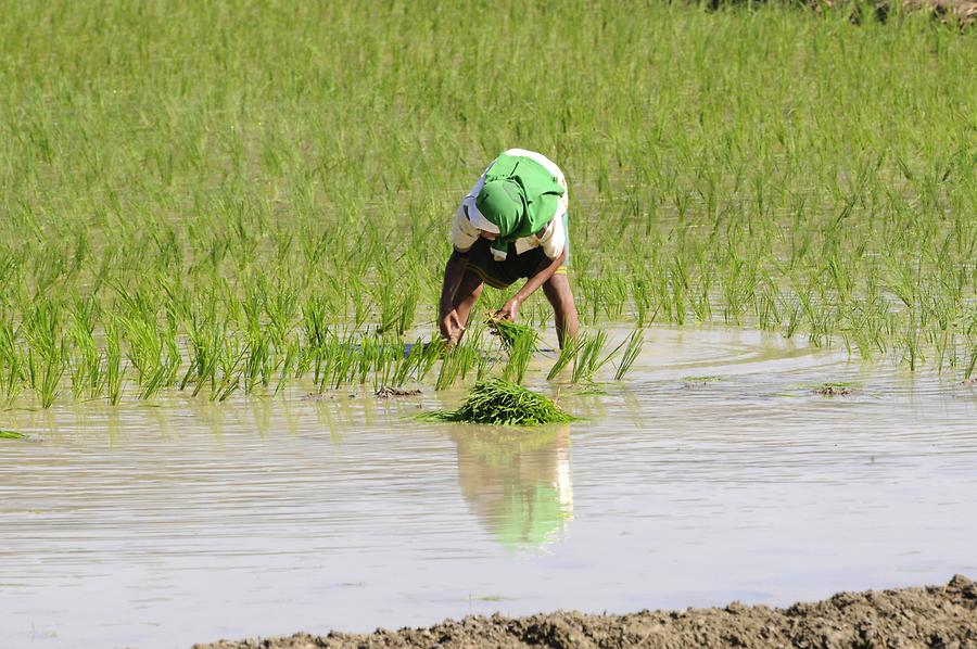 Rice Cultivation