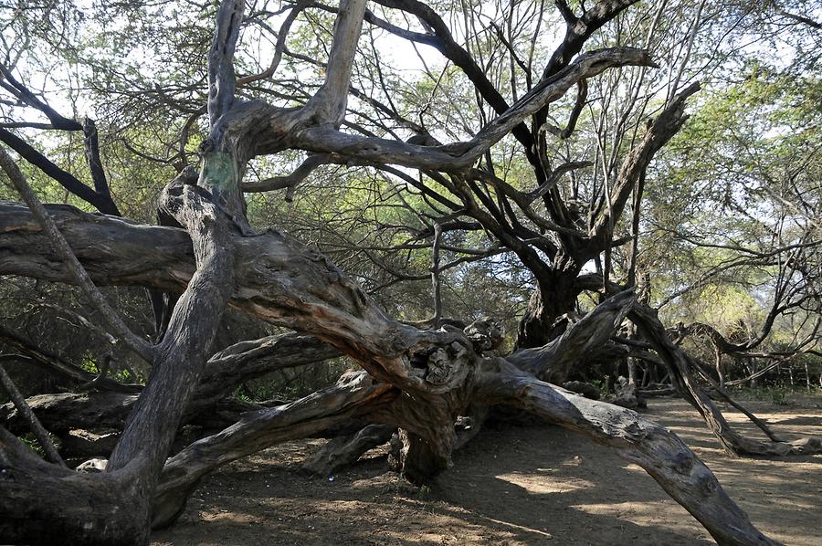 Bosque de Pomac - Carob Tree