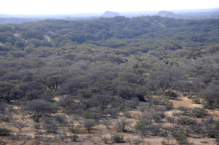 Bosque de Pomac