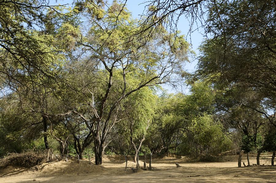 Bosque de Pomac