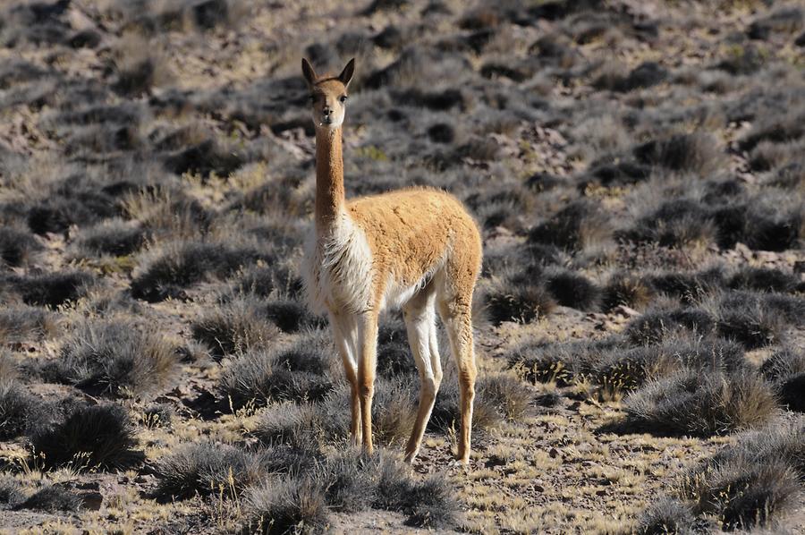 Altiplano - Vicuña