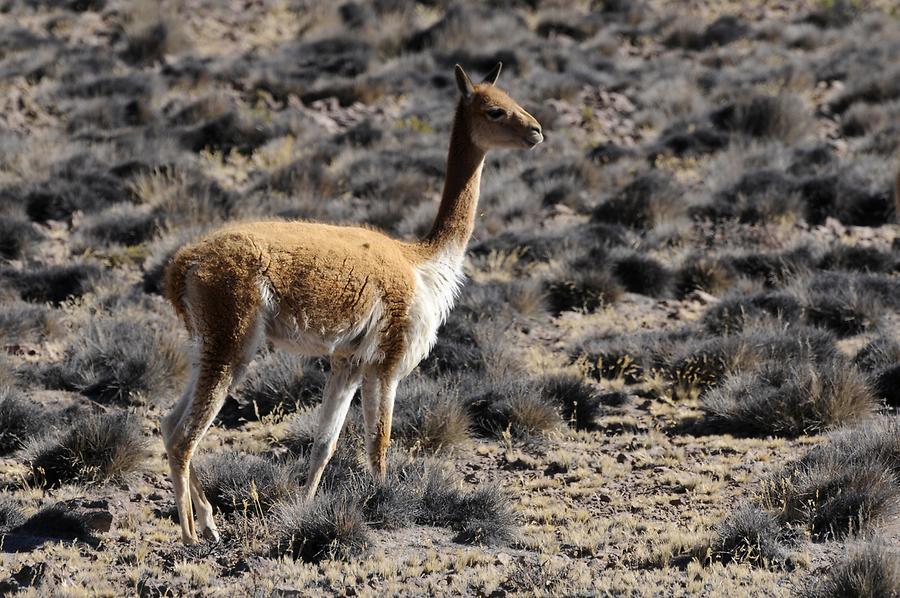 Altiplano - Vicuña