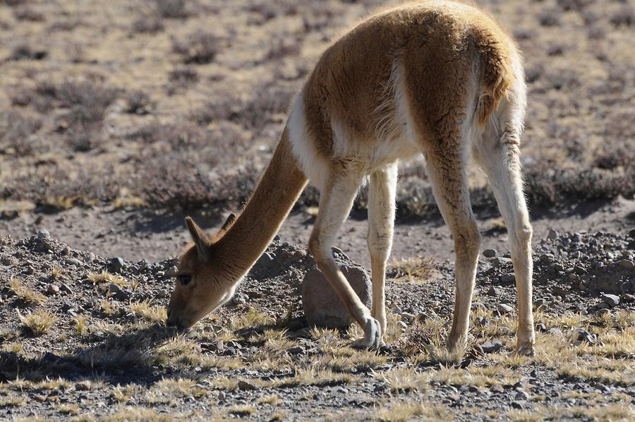 Altiplano - Vicuña