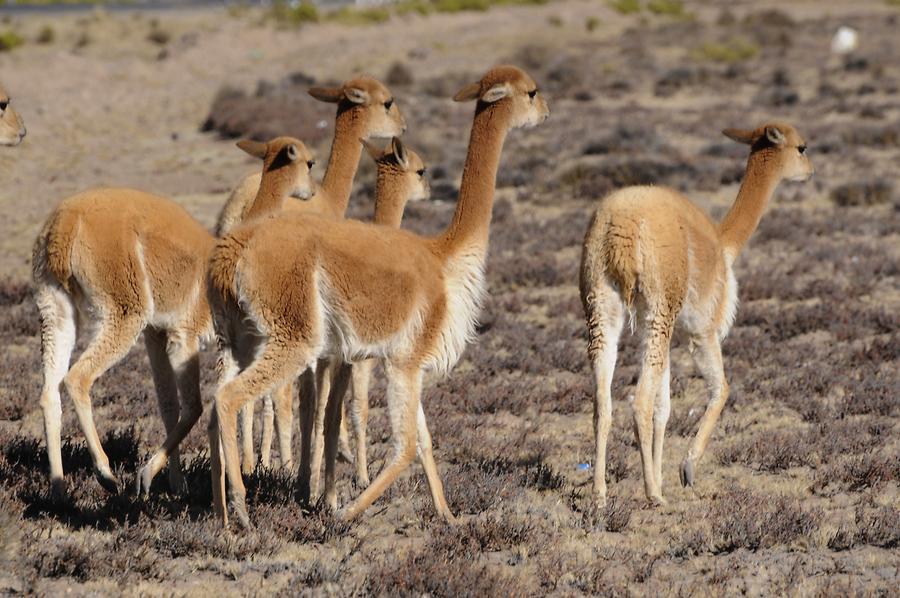 Altiplano - Vicuñas