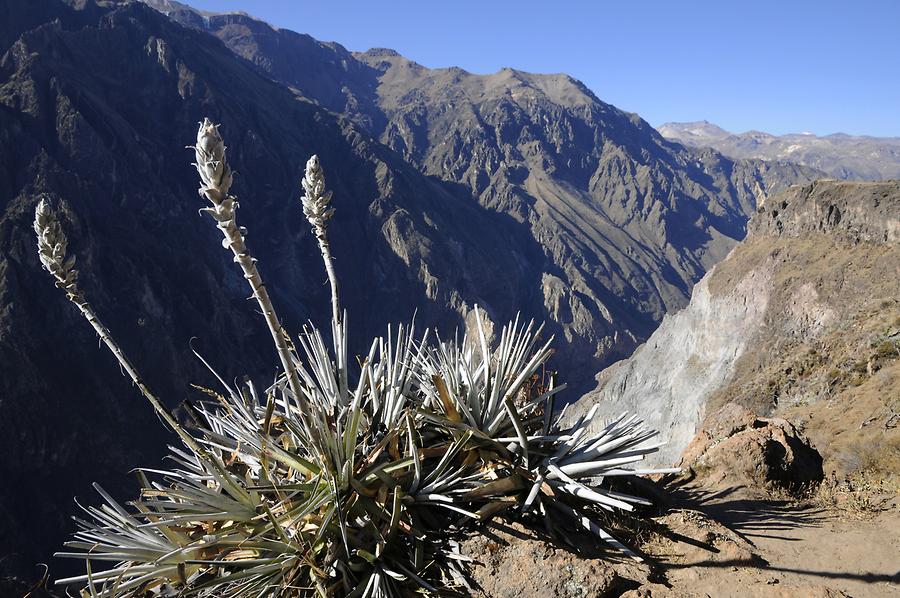 Colca Canyon - Cruz del Condor; Yucca Plant