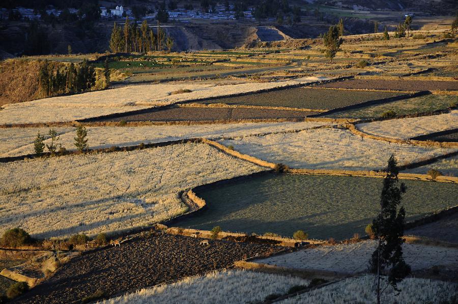 Colca Canyon