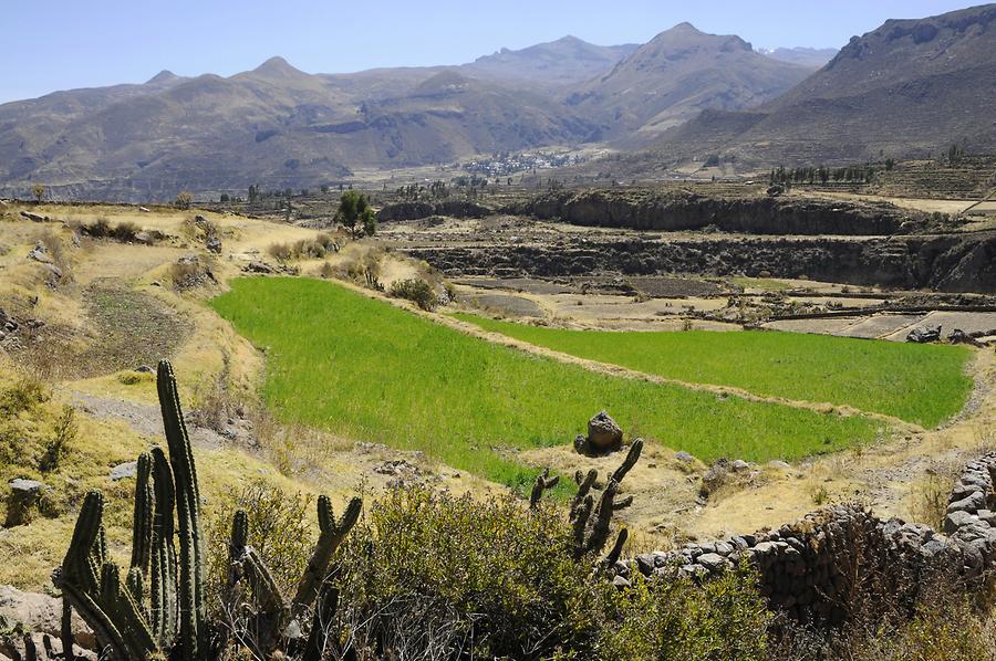 Colca Canyon near Yanque