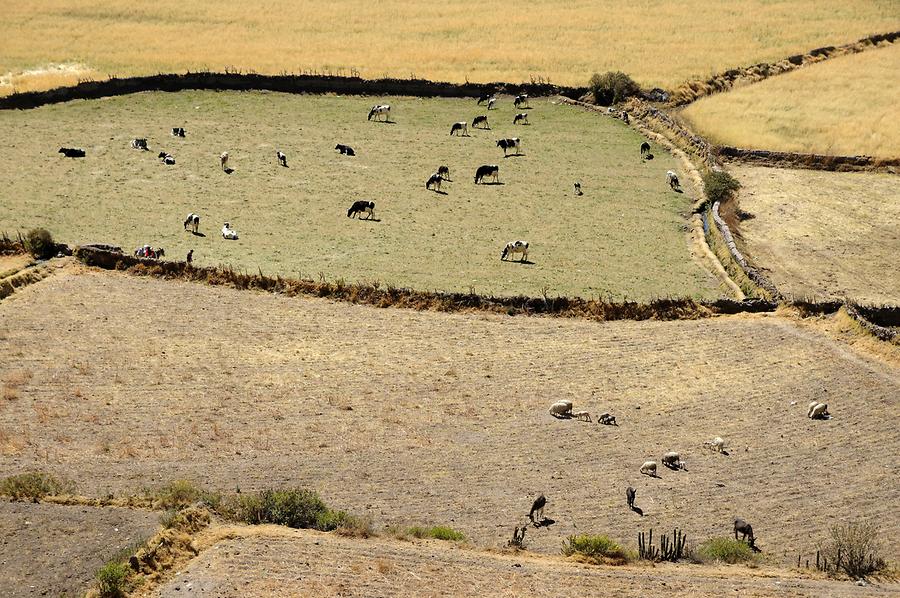 Colca Canyon near Yanque