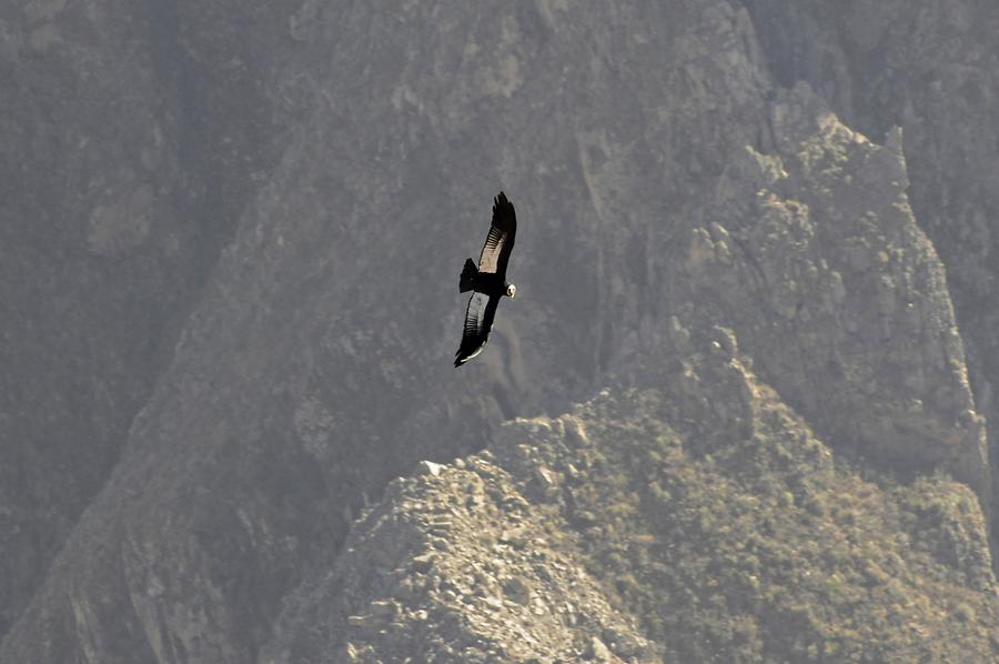 Condor