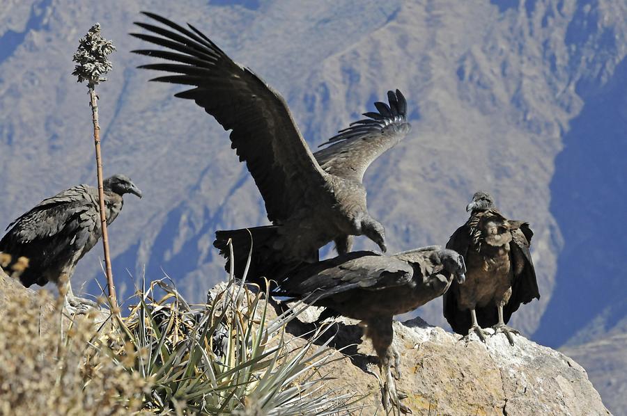 Condors