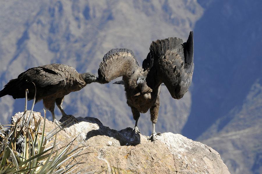 Condors