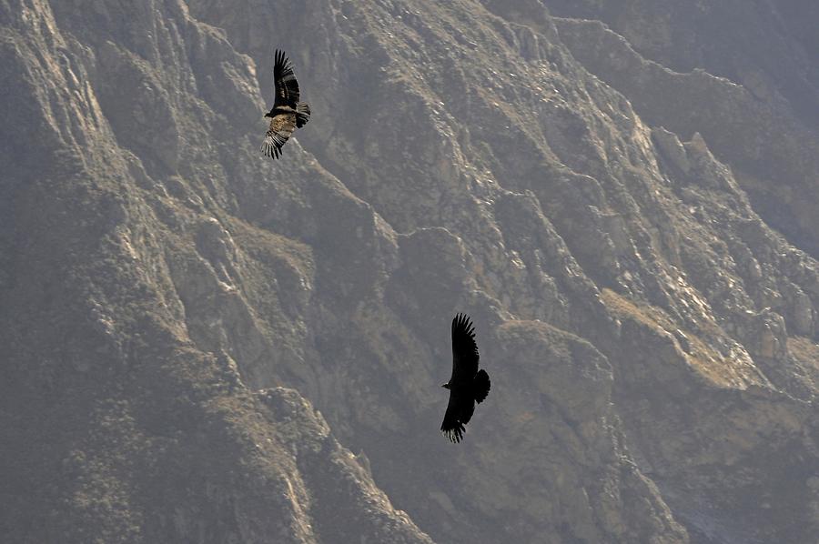 Condors