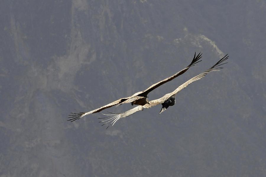 Condors