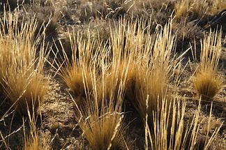 Typical Tussock Grass