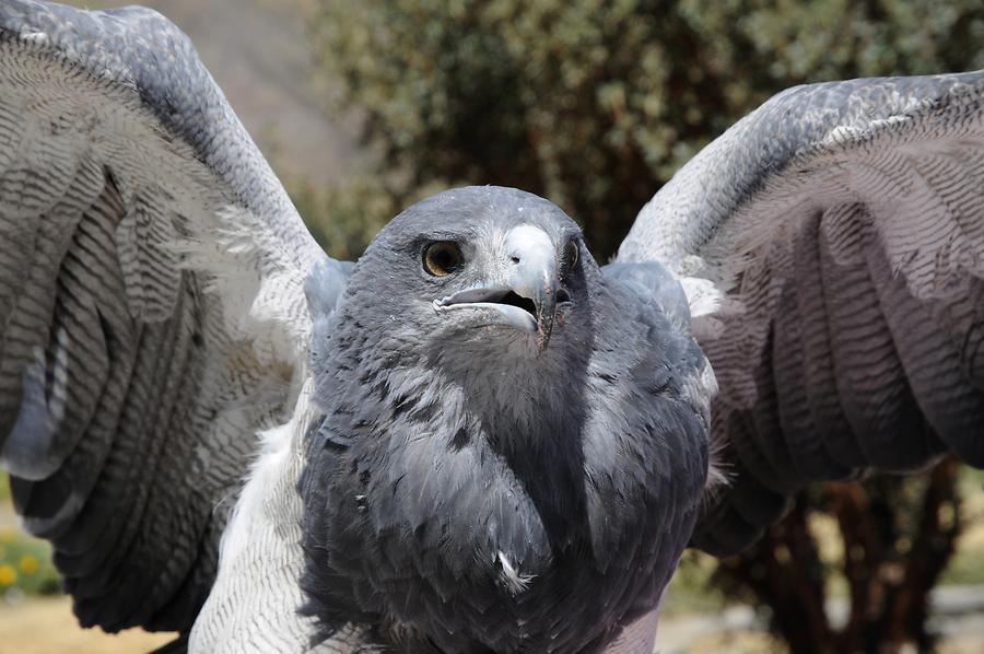 Yanque - Vulture