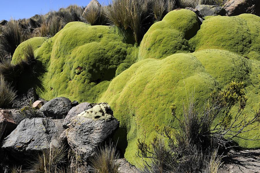 Yareta