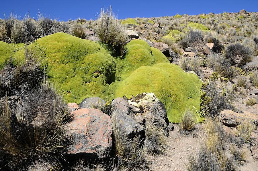 Yareta