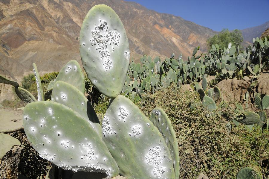 Cochineal